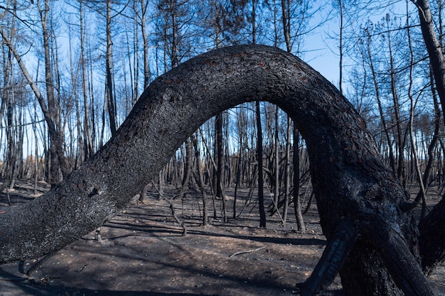 Forêt brûlée après un incendie de forêt au premier plan un tronc de pin brûlé