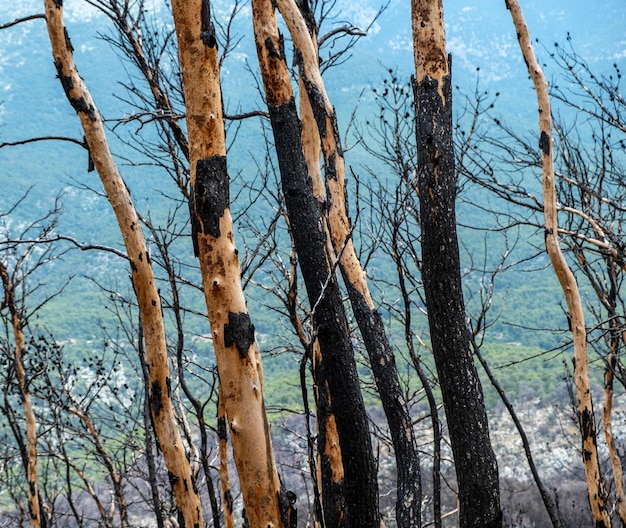 Forêt brûlée avec arbre carbonisé sur un fond d'arbre frais flou Vue rapprochée du tronc mort