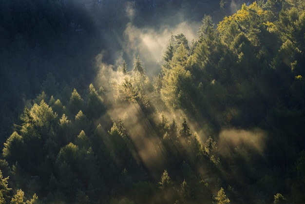 Forêt brumeuse au lever du soleil d'automne Suisse saxonne Allemagne