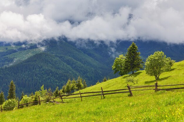 Forêt brumeuse au lever du soleil dans les montagnes des Carpates