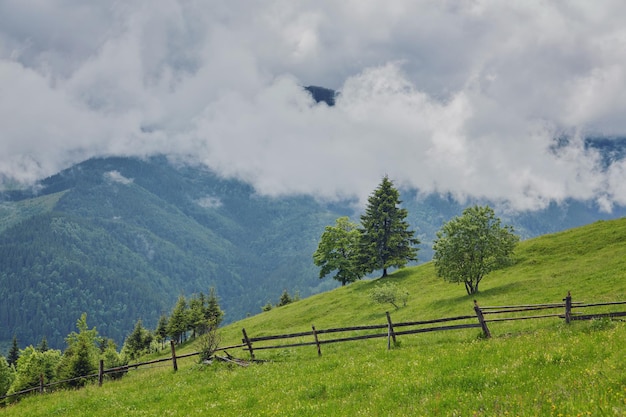 Forêt brumeuse au lever du soleil dans les montagnes des Carpates