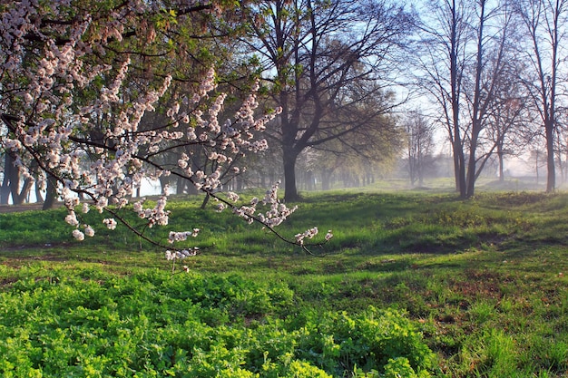 Forêt brumeuse à l'aube au printemps