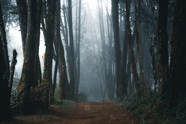 Forêt brumeuse, Brouillard et forêt de pins dans la forêt tropicale d'hiver, Brouillard et pin