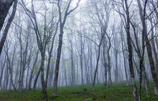 Forêt brumeuse dans les montagnes du printemps