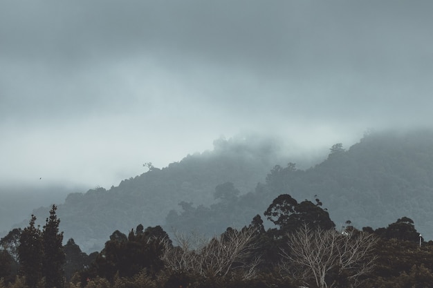 Forêt brumeuse dans les montagnes avec le mauvais temps