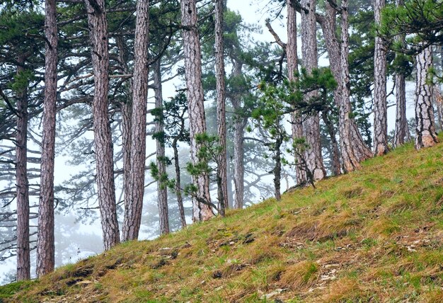 Forêt brumeuse d'été de pins sur la colline