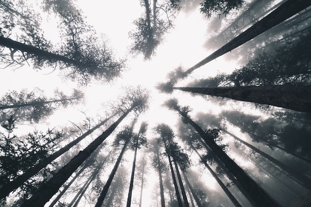 Forêt brumeuse en hiver avec des arbres