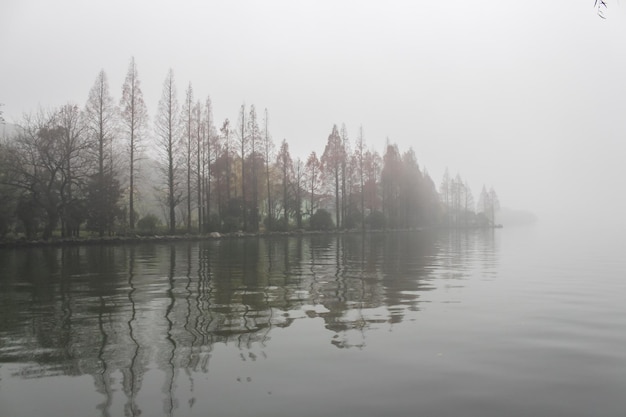 Forêt brumeuse sur le lac. Arbres dans la brume reflétant sur l'eau