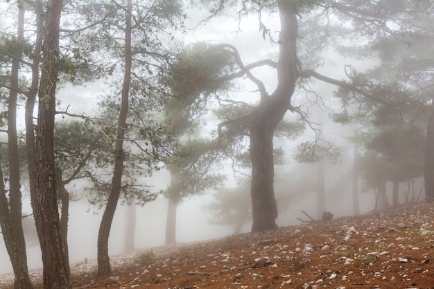 Forêt brumeuse magique