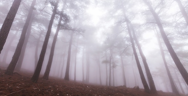 Forêt brumeuse magique