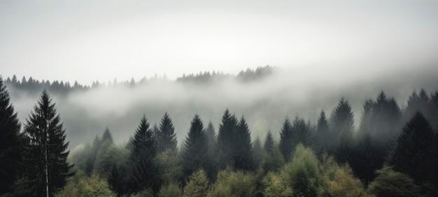 Forêt brumeuse le matin avec une forêt en arrière-plan.