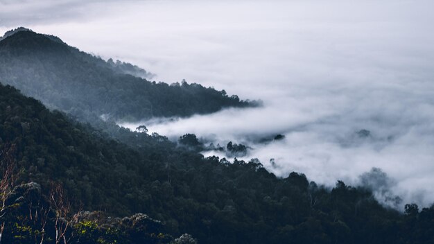 Forêt brumeuse le matin