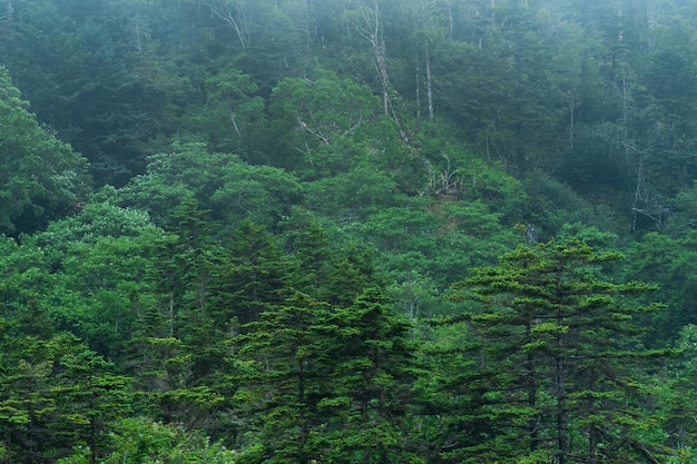 Forêt brumeuse de montagne sur la pente du volcan sur l'île de Kunashir