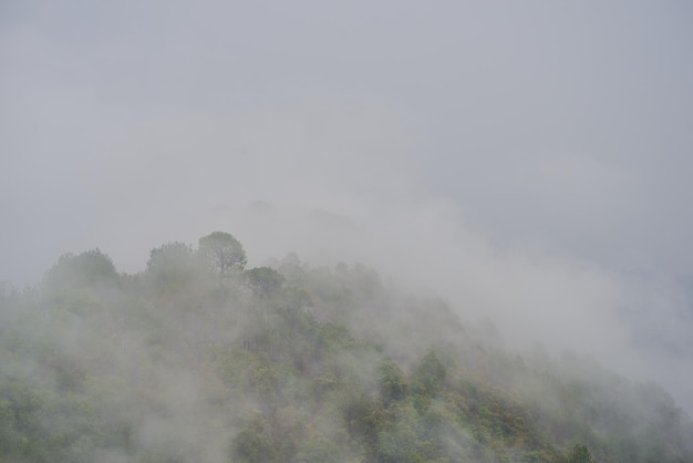 La forêt brumeuse pendant la mousson