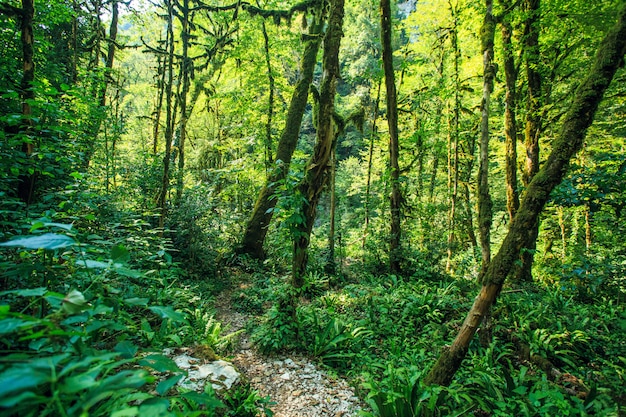 Photo forêt brumeuse profonde magique.