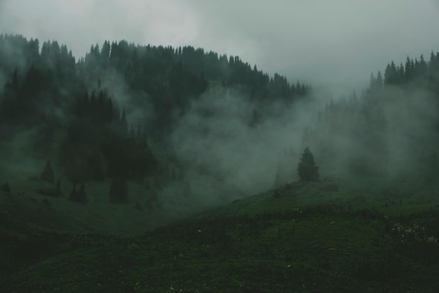 Forêt brumeuse sombre mystique dans les montagnes.