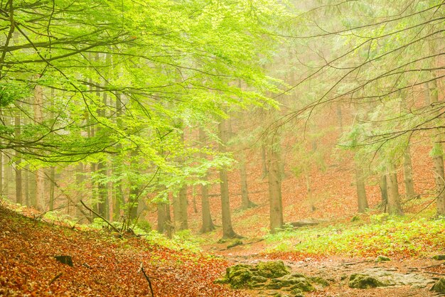 Forêt brumeuse verte et chaude avec des rayons de soleil dorés en arrière-plan Petites montagnes Fatra Slovaquie nature