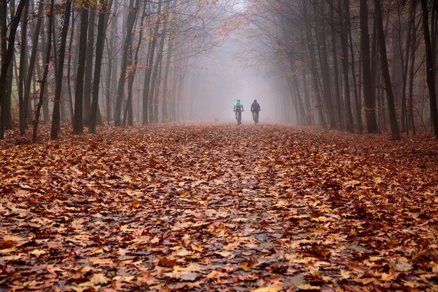 Forêt Brumeuse