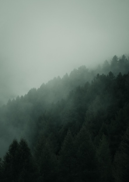une forêt brumeuse