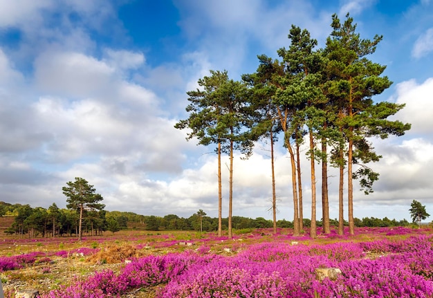 Forêt et bruyère