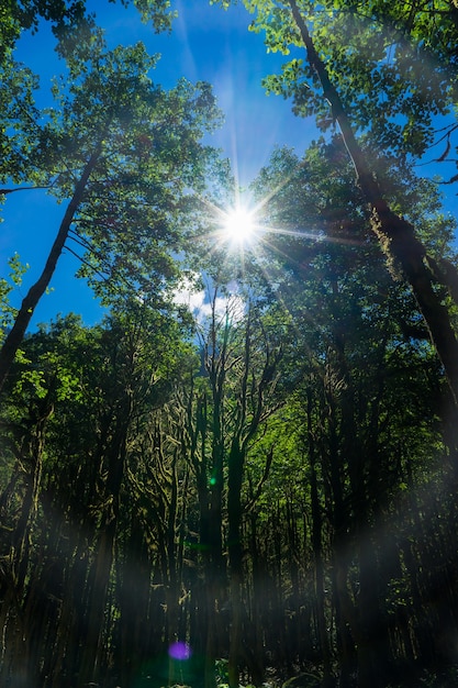 Photo forêt de buis. rize - turquie