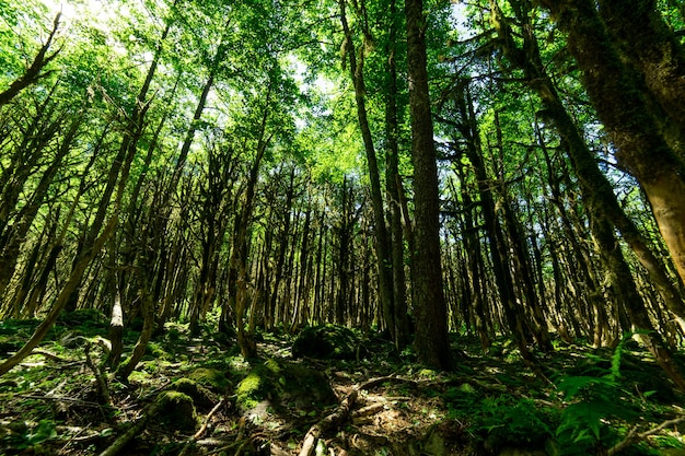 Forêt de buis. Rize - Turquie