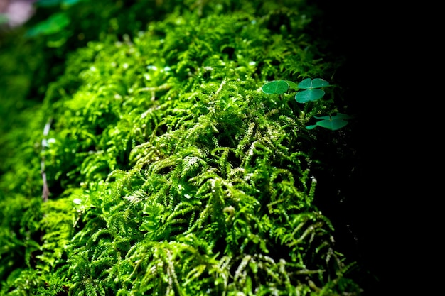 Forêt de buis. Rize - Turquie