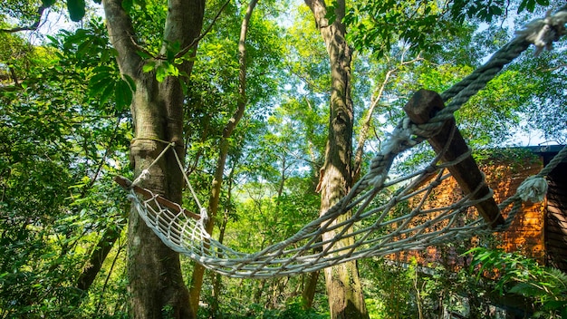 forêt cabane arbre hamac repos forêt