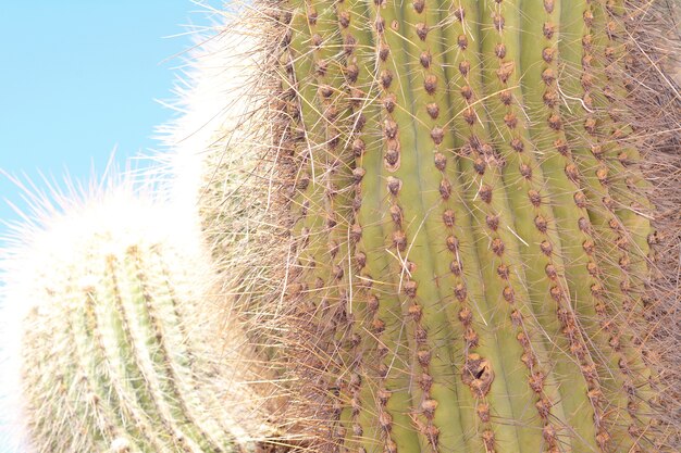 Forêt de cactus à Salta, en Argentine.