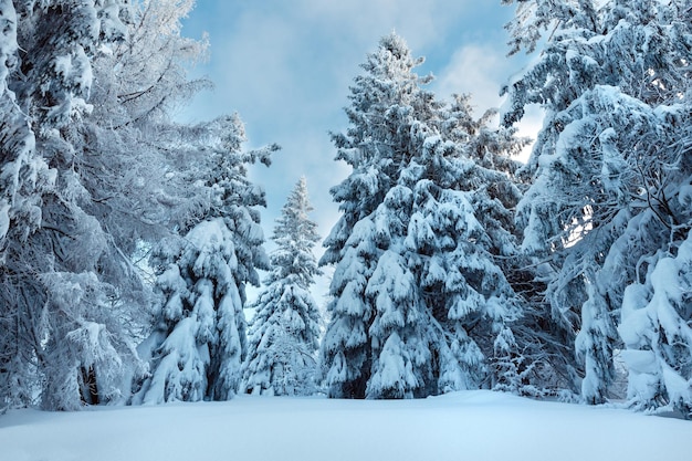 Forêt des Carpates d'hiver