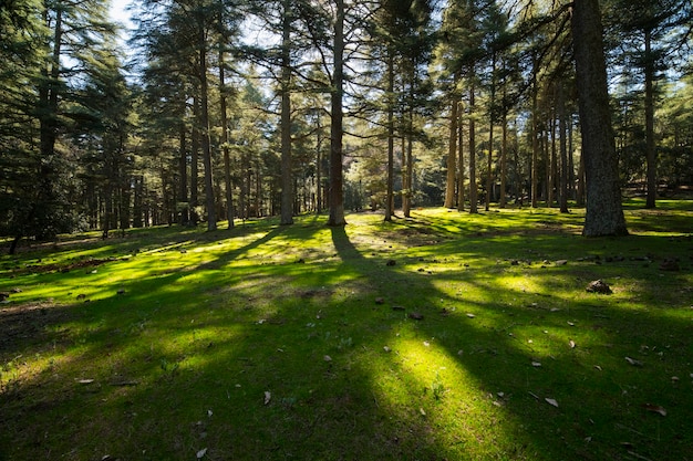 Forêt de cèdres d'Azrou au Maroc