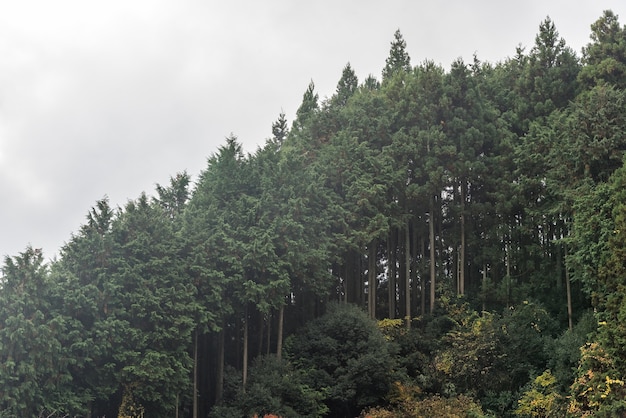 Forêt de cèdres couvrant le flanc de la colline de montagne en automne