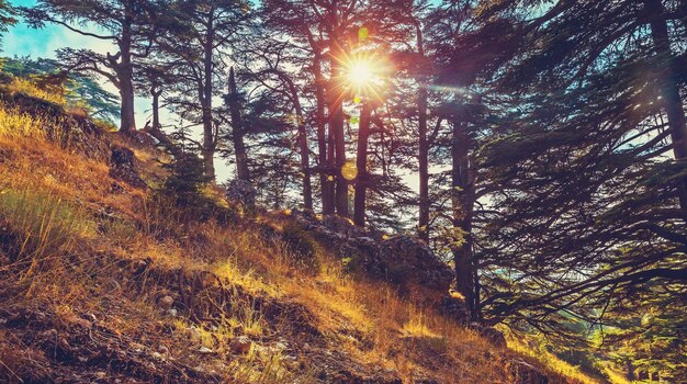 Photo la forêt des cèdres de dieu