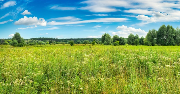 Forêt et champ