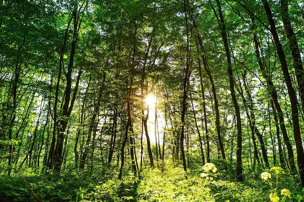 Forêt avec chemin et soleil éclatant à travers les arbres