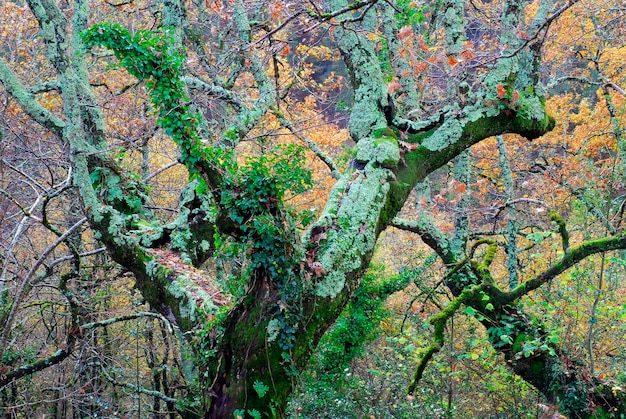 Forêt de chênes des Pyrénées Quercus pyrenaica à l'automne