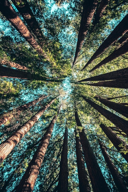 Une forêt avec le ciel en arrière-plan