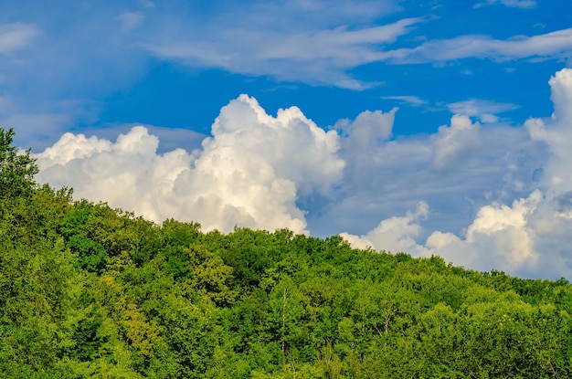 Une forêt avec un ciel bleu et des nuages