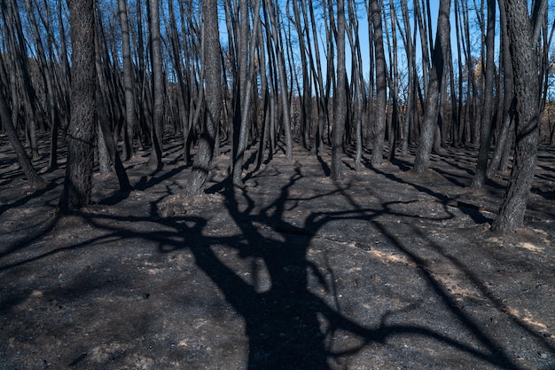 Une forêt avec un ciel sombre et des silhouettes d'arbres au premier plan.