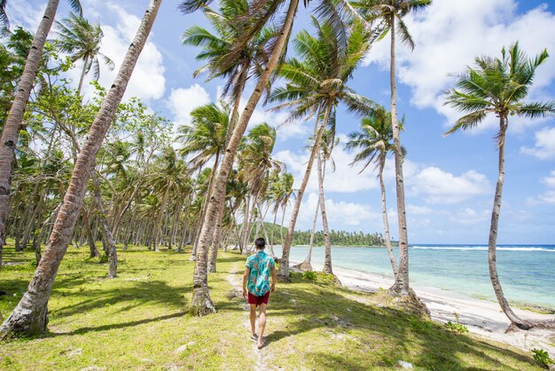 Forêt de cocotiers tropicaux