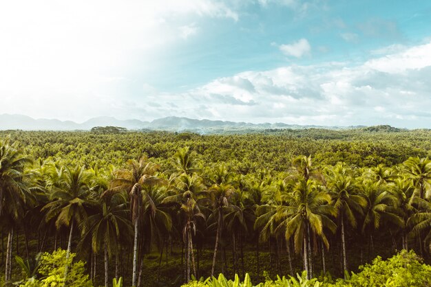 Forêt de cocotiers tropicaux