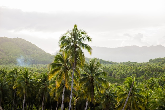 Forêt de cocotiers tropicaux