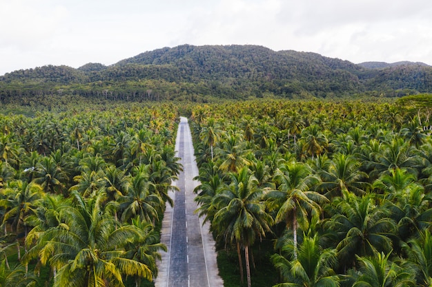 Forêt de cocotiers tropicaux