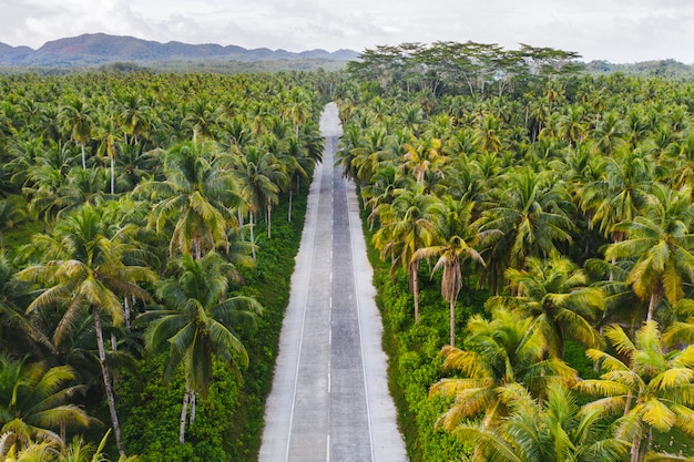 Forêt de cocotiers tropicaux