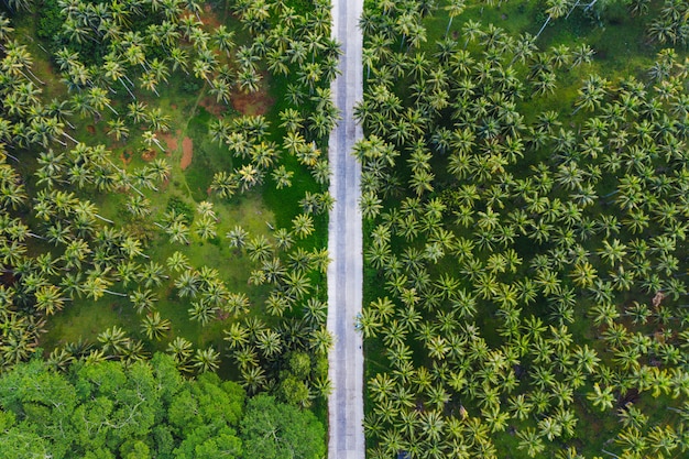 Forêt de cocotiers tropicaux