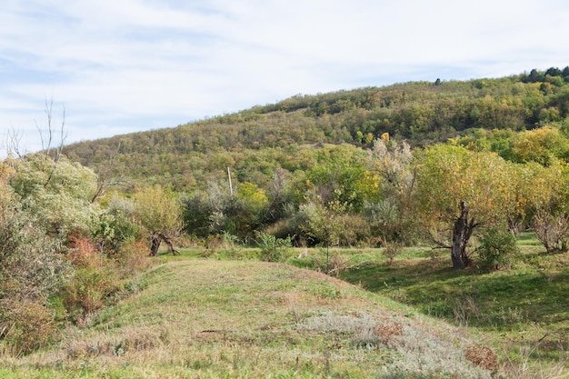 forêt sur une colline, forêt dense.