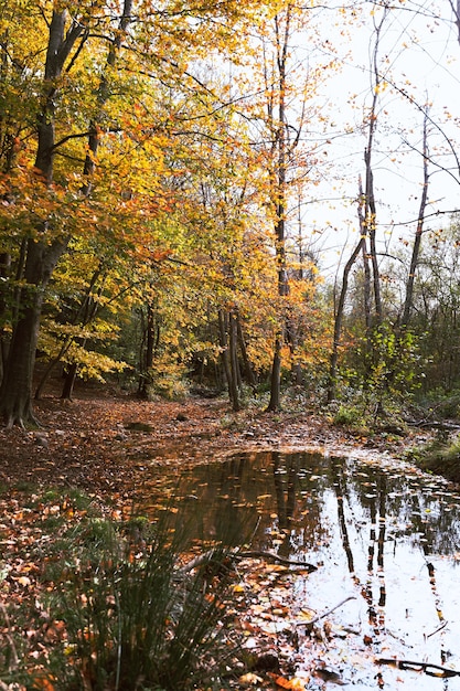 Photo forêt colorée d'automne dans le parc yosemite