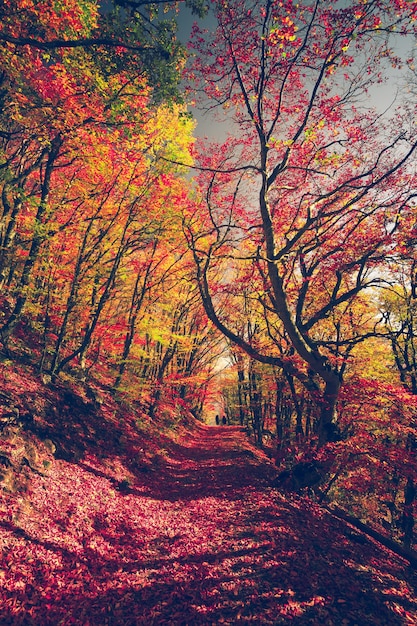 Forêt colorée majestueuse avec des poutres ensoleillées feuilles d'automne lumineuses carpates ukraine europe beauté