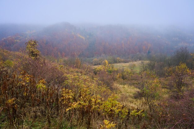 Forêt colorée sur les montagnes Homolje en automne