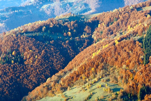 Forêt colorée sur pente en montagne brumeuse d'automne.